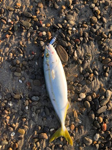 ワカシの釣果