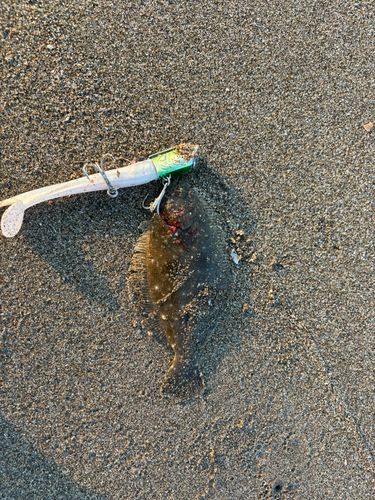 ソゲの釣果