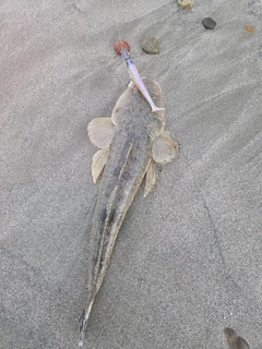 マゴチの釣果