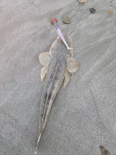 マゴチの釣果