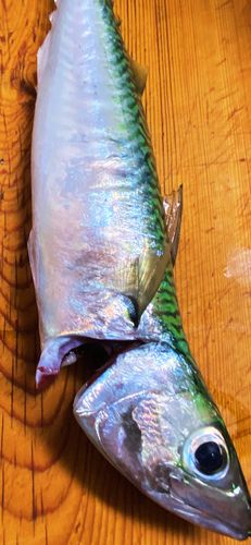 サバの釣果