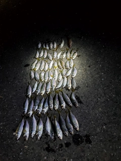 アジの釣果