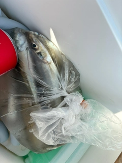 キスの釣果