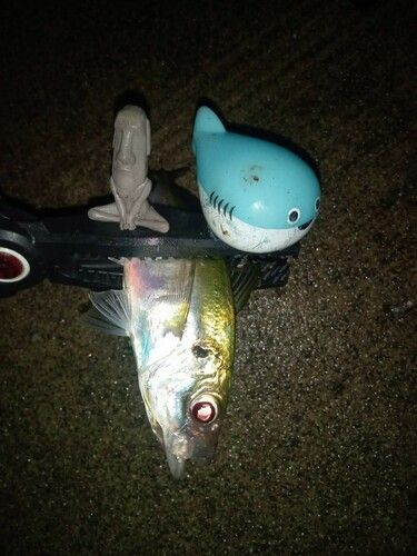マアジの釣果