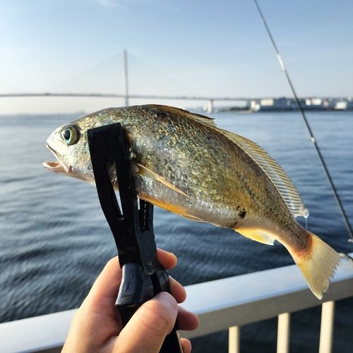イシモチの釣果