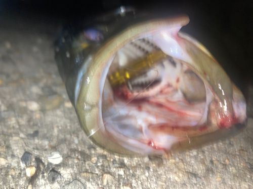 シーバスの釣果