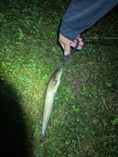 ナマズの釣果