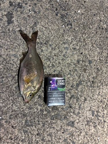 ウミタナゴの釣果