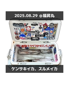 ケンサキイカの釣果