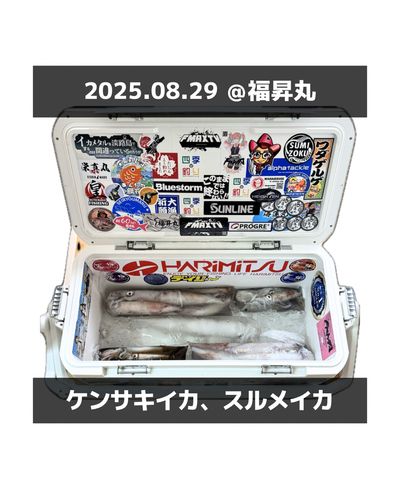 ケンサキイカの釣果