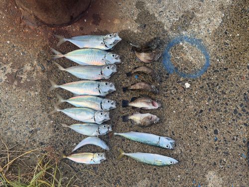 アジの釣果