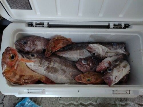 アラの釣果