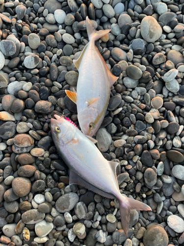 シオの釣果