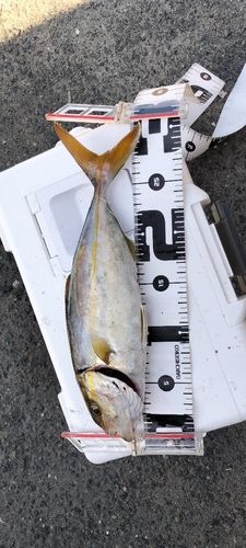 ショゴの釣果