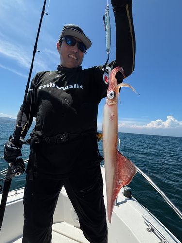 ケンサキイカの釣果