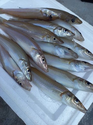 キスの釣果