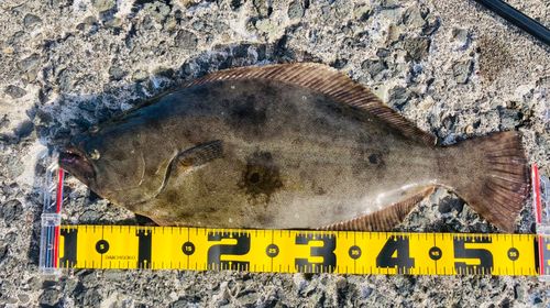 ヒラメの釣果