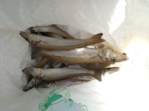 キスの釣果
