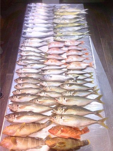 マアジの釣果