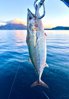 ハガツオの釣果