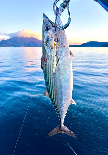 ハガツオの釣果