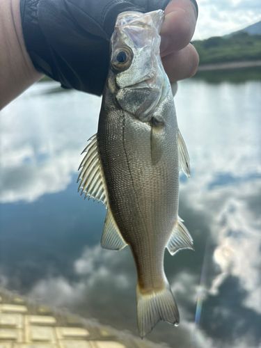 セイゴ（マルスズキ）の釣果