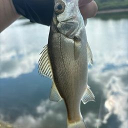 セイゴ（マルスズキ）