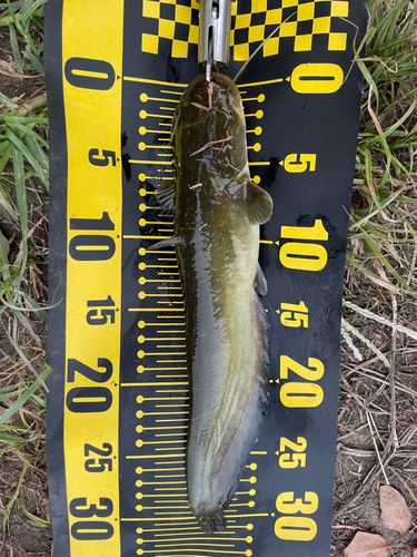 ナマズの釣果