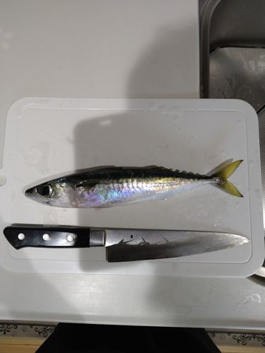 中里海岸