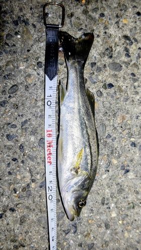 セイゴ（マルスズキ）の釣果