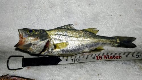 セイゴ（マルスズキ）の釣果