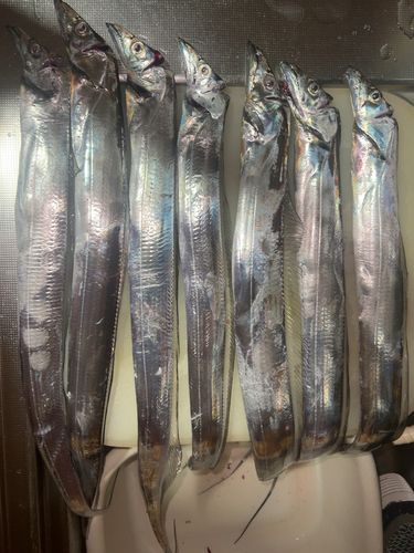 タチウオの釣果