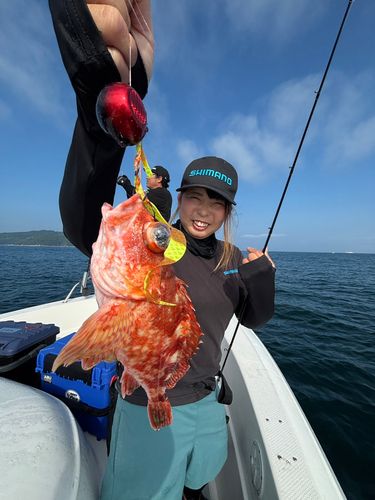 ウッカリカサゴの釣果