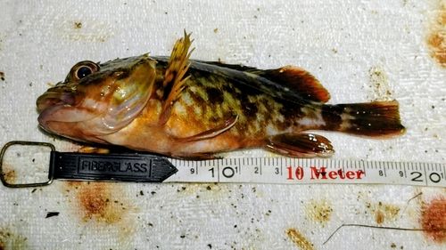 カサゴの釣果