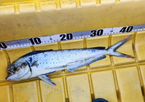 シイラの釣果