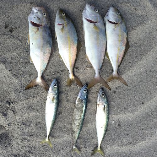 ショゴの釣果
