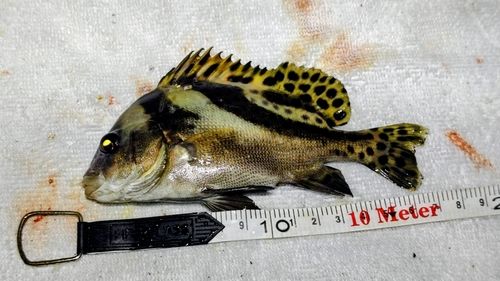 コショウダイの釣果