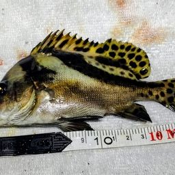 コショウダイ