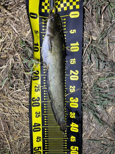 ナマズの釣果