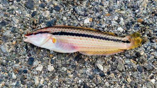 キュウセンの釣果