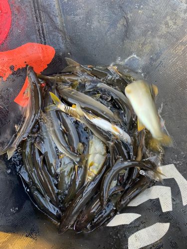 アユの釣果
