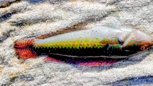 キュウセンの釣果