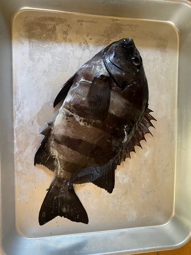 イシダイの釣果