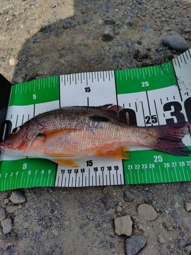 カマスの釣果