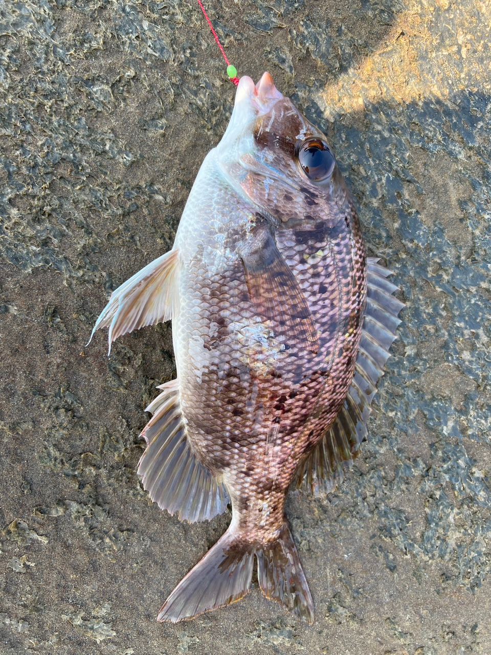 メイチダイ