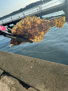メッキの釣果