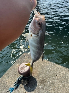 メッキの釣果