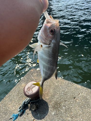 メッキの釣果