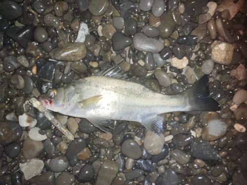 ヒラスズキの釣果