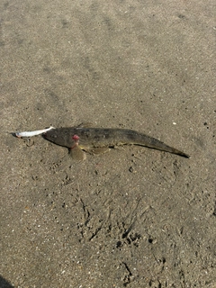 マゴチの釣果